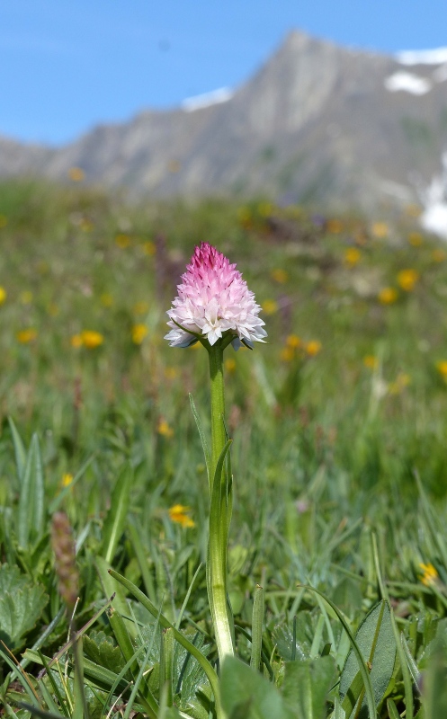 Nigritella corneliana, una regina nelle Alpi occidentali  Savoia francese   luglio 2023.